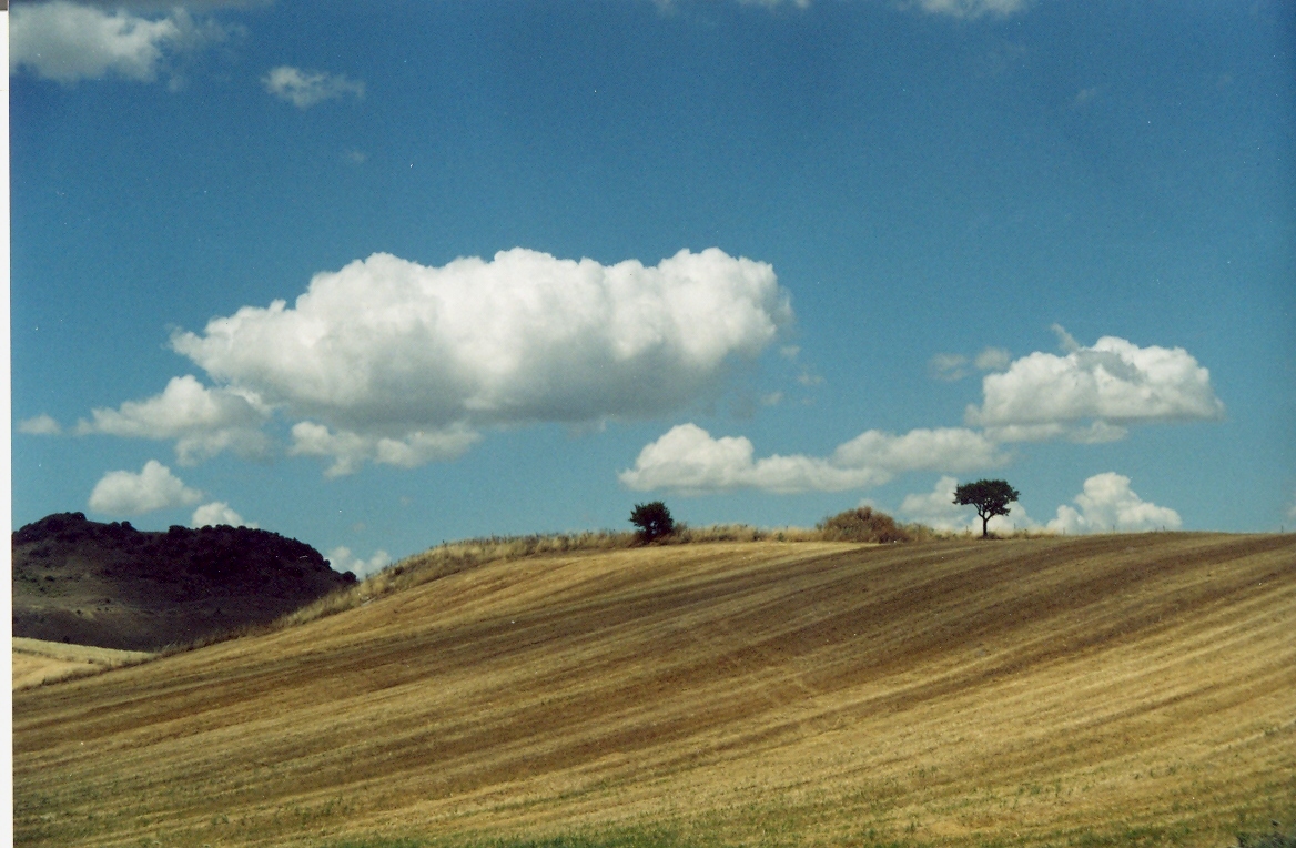 Campo di grano - Dipinto di Giulio Concu