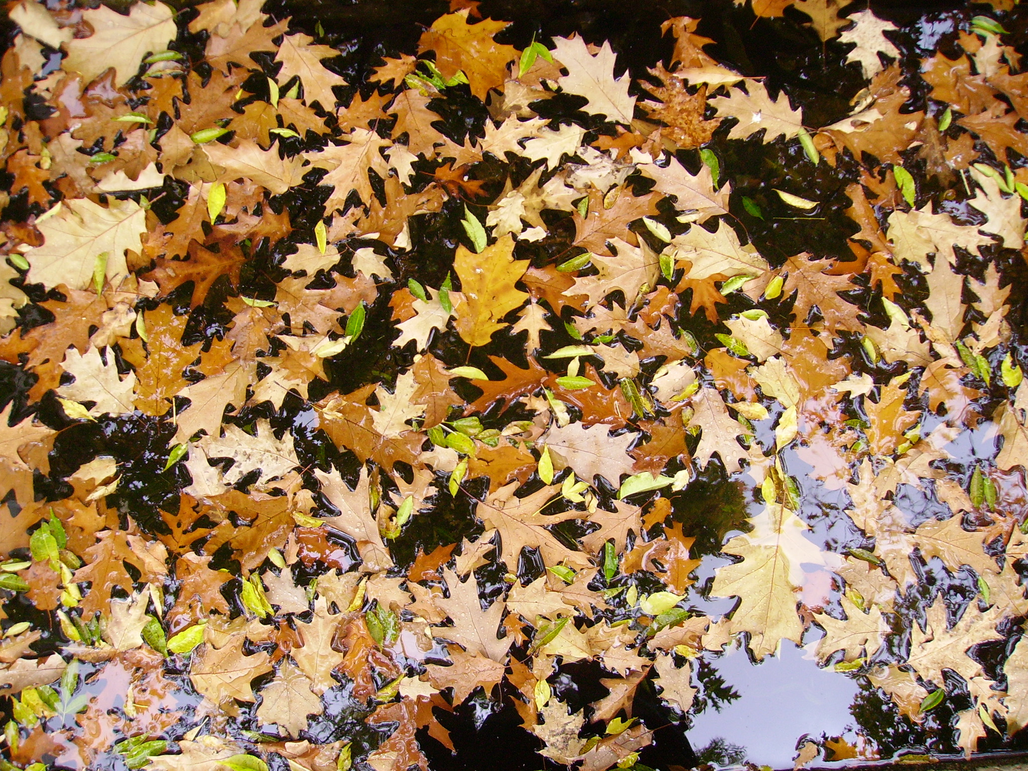 Leaves (Foglie) - Foto di Giulio Concu